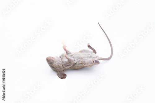 Dead rat isolated on a white background. © frank29052515