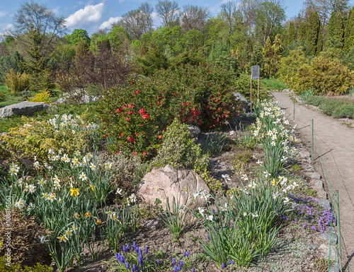 Coniferetum with spring flowers blooming in the dendropark Alexa photo