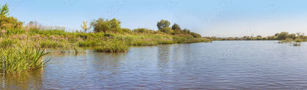 Panorama of the river overgrown Butomus umbellatus flowers Panorama of the river overgrown Butomus umbellatus flowers