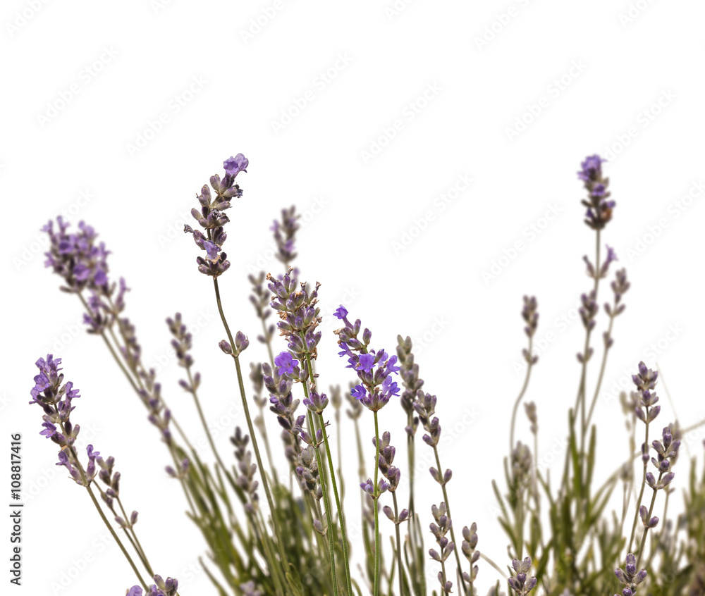 Naklejka premium Lawenda na białym tle izolacji