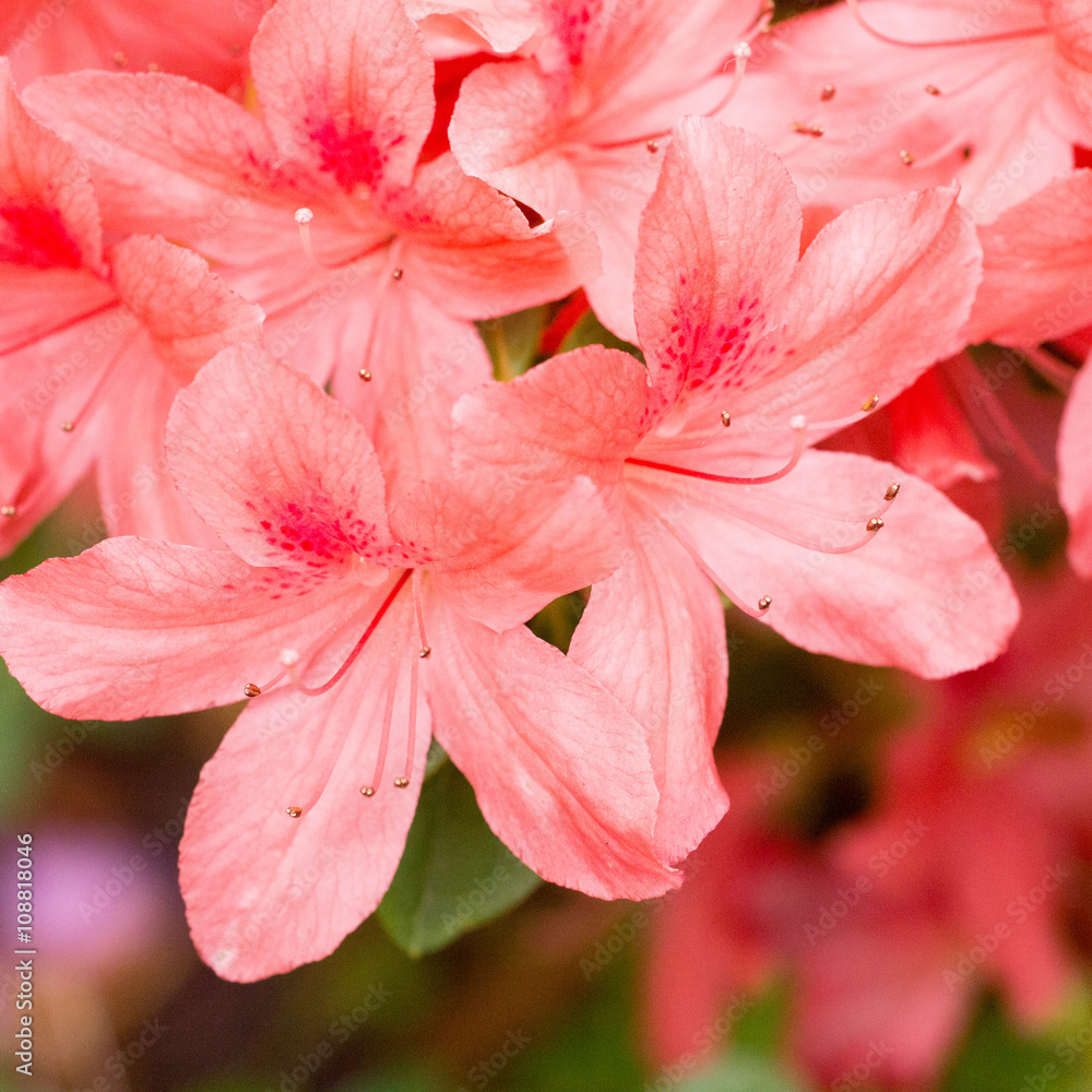 A branch with a fragrant red flowers Azaleas