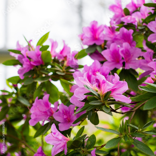 Lush branch with a fragrant red flowers Azaleas