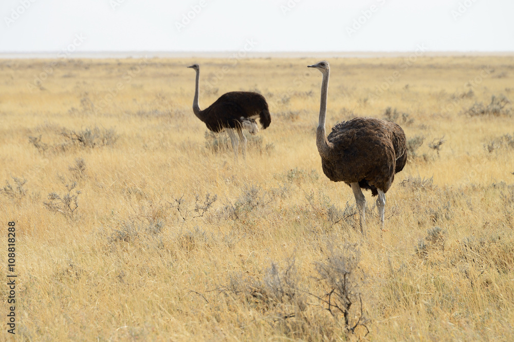Naklejka premium Ostrich, Etosha National Park, Namibia