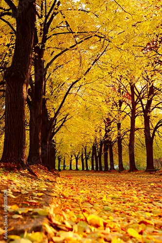 Autumnal Kiev Botanical garden