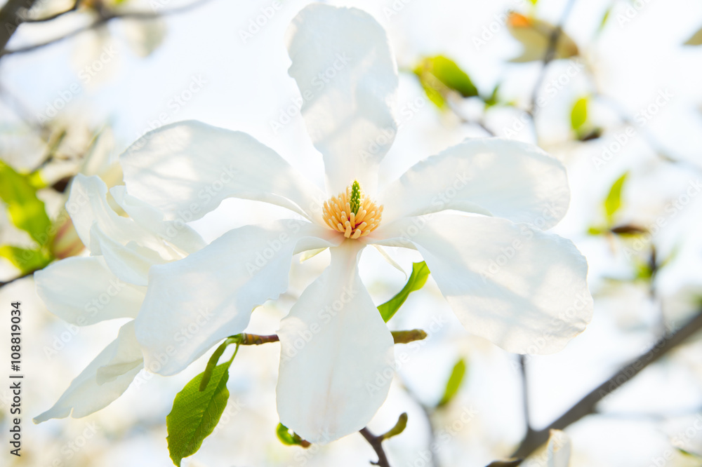 Obraz premium Magnolia bloom flower