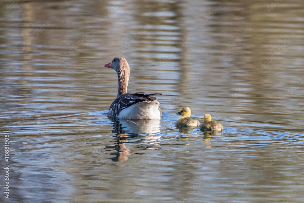 Obraz premium gänse mit küken