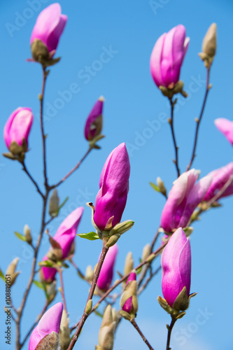 Pink magnolia flower button