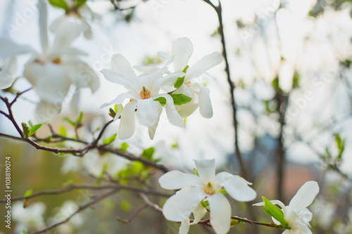 Magnolia bloom