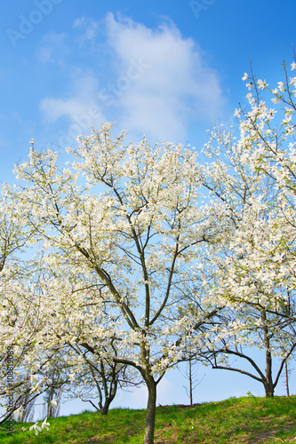 Magnolia tree bloom