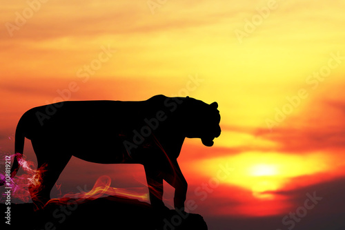 Silhouette of Tiger