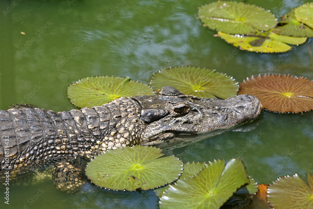 Fototapeta premium Caïman à lunettes, Guyane française