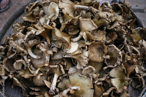 Thailand local mushrooms