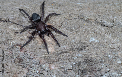 Arachnophobie - Viele Menschen haben Angst vor Spinnen