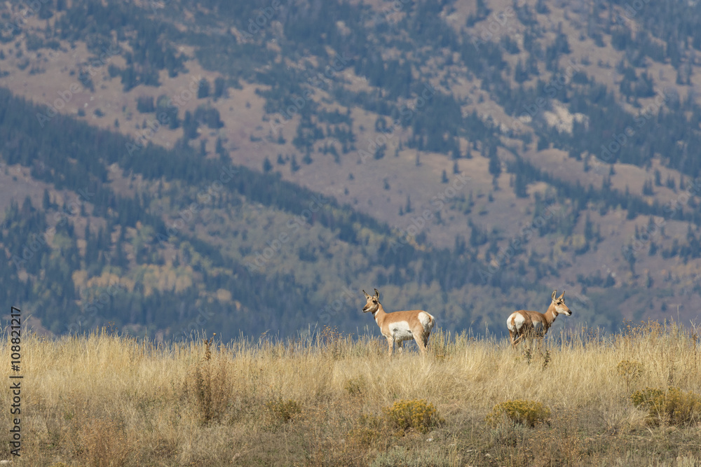 Pronghorn Antelope Does Pronghorn Antelope Does