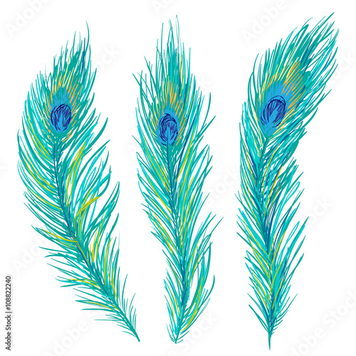 Peacock feathers collection. Vector illustration. Hand drawn artistic peacock feather set isolated on white background