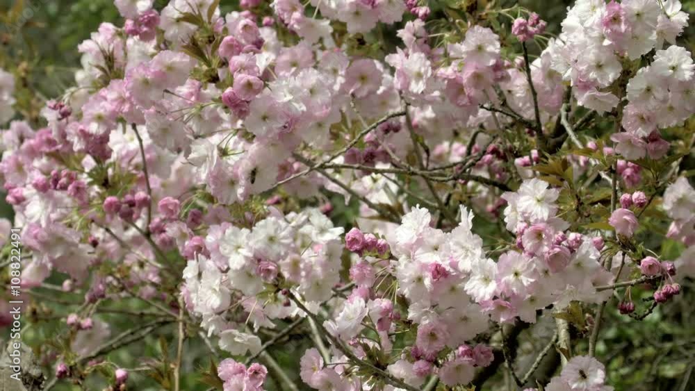 Cherry blossom flowers (prunus) blowing in the wind Cherry blossom flowers (prunus) blowing in the wind