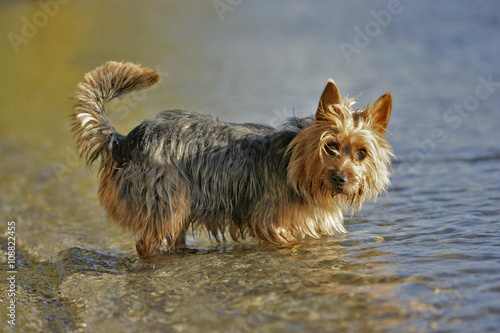 Fotografie Australian Terrier standing in water, watching