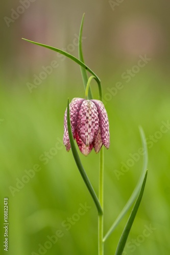 Schachblume / Fritillaria Meleagris