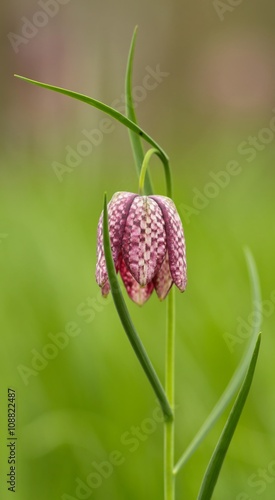 Schachblume / Fritillaria Meleagris