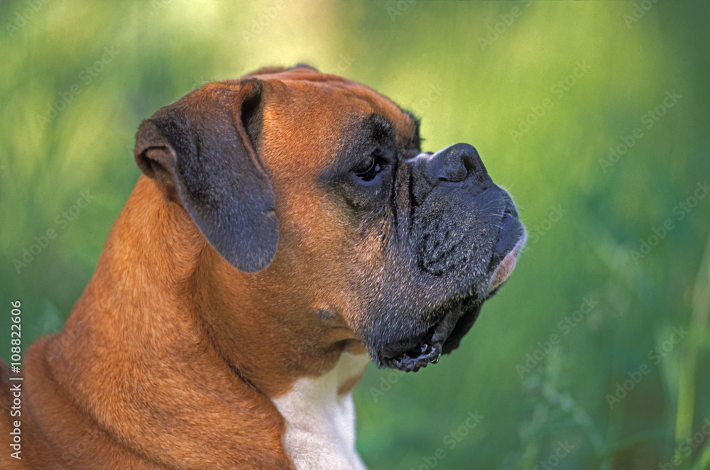 German Boxer Head portrait German Boxer Head portrait