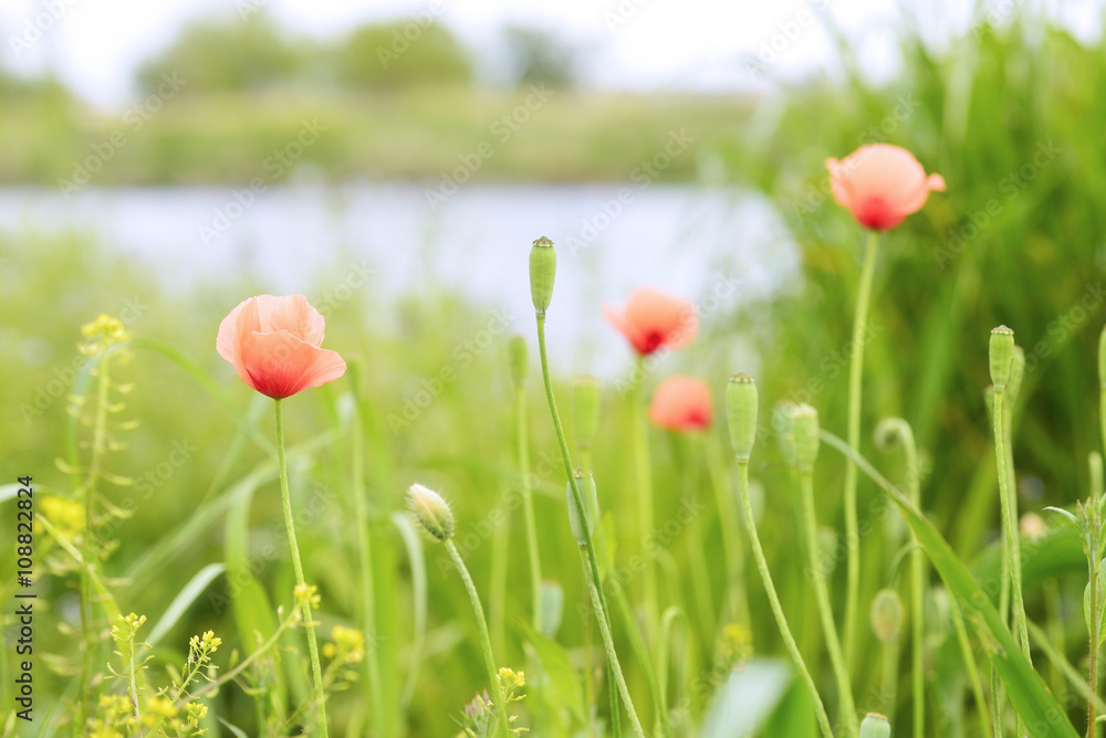 Flowers of poppy blooming in the riverbank in spring.
