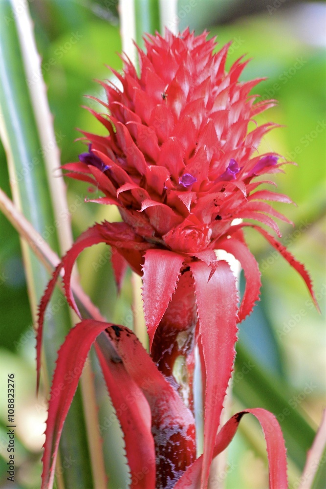 Macro of a red tropical flower blooming at fairchild Macro of a red tropical flower blooming at fairchild