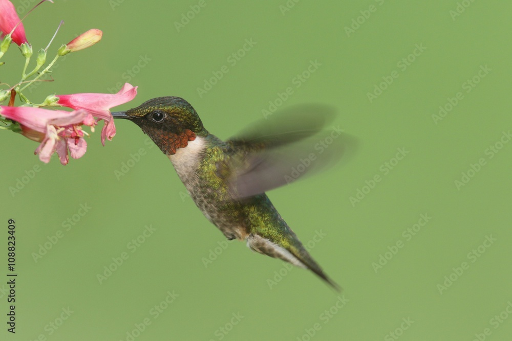 Fototapeta premium Ruby-throated Hummingbird (archilochus colubris)
