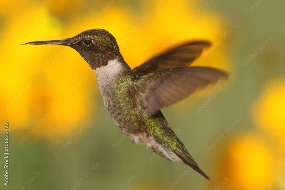 Fototapeta premium Ruby-throated Hummingbird (archilochus colubris)