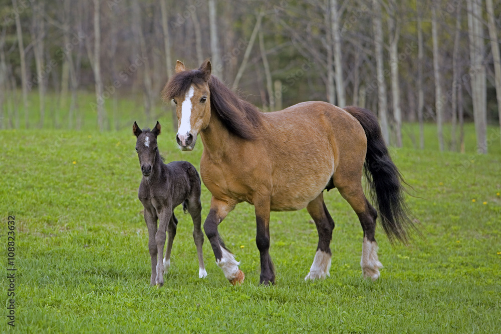 Welsh Pony Mare and Foal walking in field Welsh Pony Mare and Foal walking in field