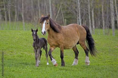 Fototapeta Naklejka Na Ścianę i Meble -  Welsh Pony Mare and Foal walking in field