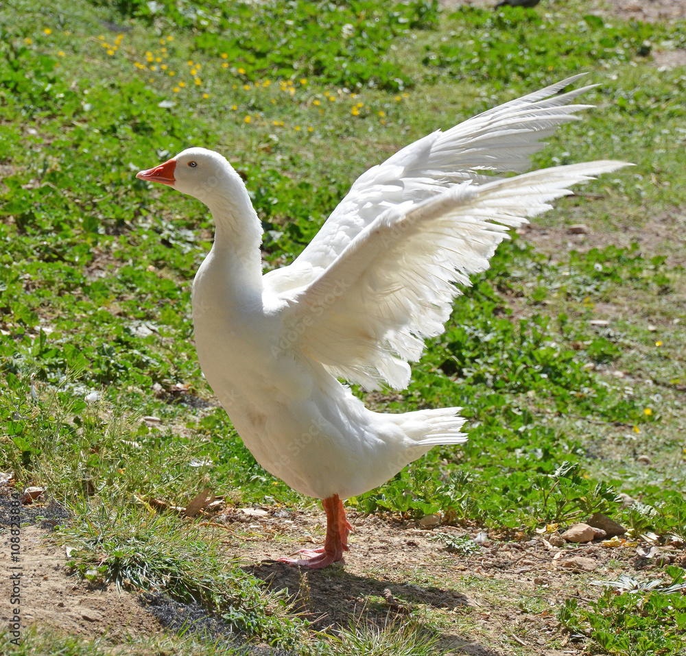 Fototapeta premium goose flapping its wings
