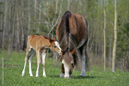 Welsh Pony Mare with few day old Foal at spring pasture