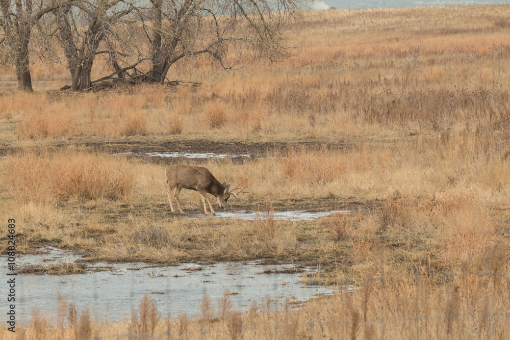 Naklejka premium Mule Deer Buck Drinking