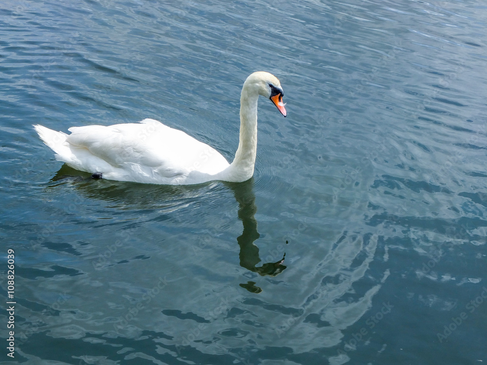 Obraz premium Птицы 34