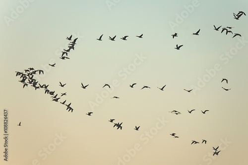 Geese Flying © Gudellaphoto