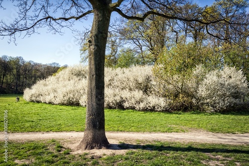 Frühling im Jenisch Park, Hamburg photo