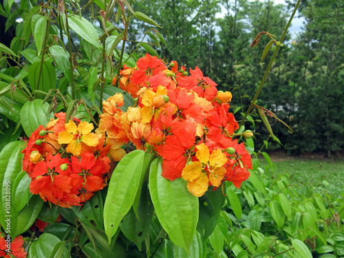 Bauhinia Kockiana Blooming in Vivid Orange Yellow Colors photo