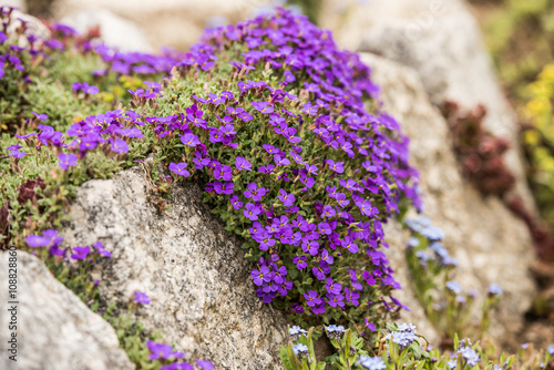 Fototapeta Naklejka Na Ścianę i Meble -  Blaukissen im Steingarten