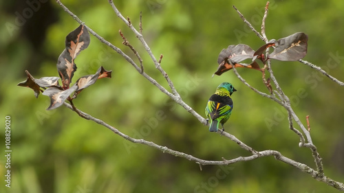 A Green-headed tanager bird on branches against green leaves on the background