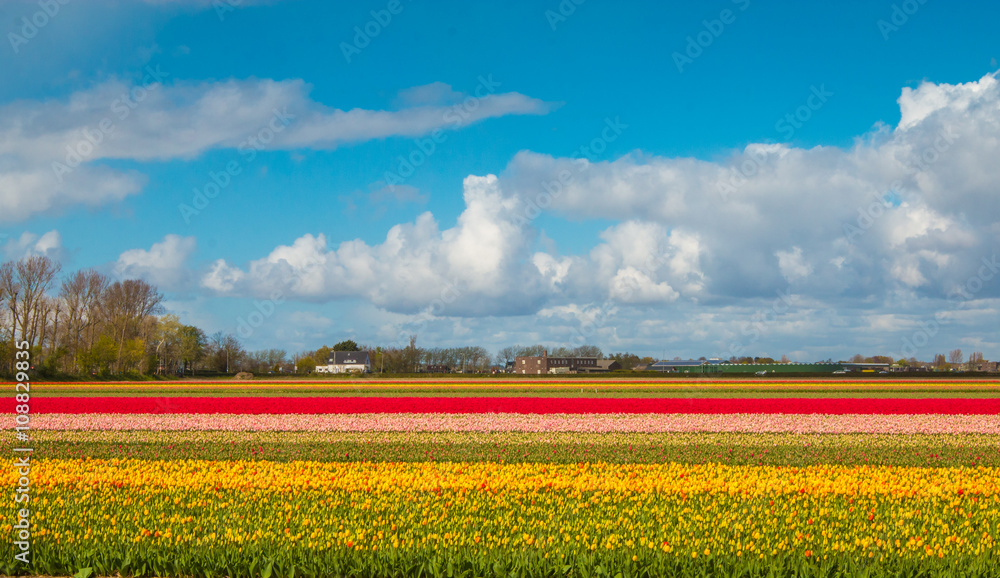 Blooming tulip farm