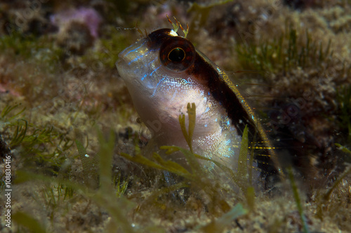 a small fish comes out on the rock