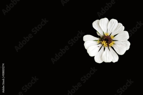 White zinnia with petal missing on black background. 