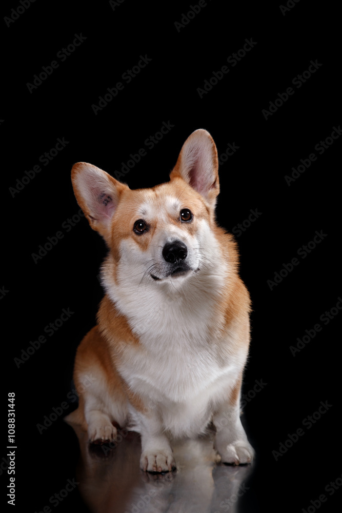 Dog breed Welsh Corgi Pembroke Dog breed Welsh Corgi Pembroke