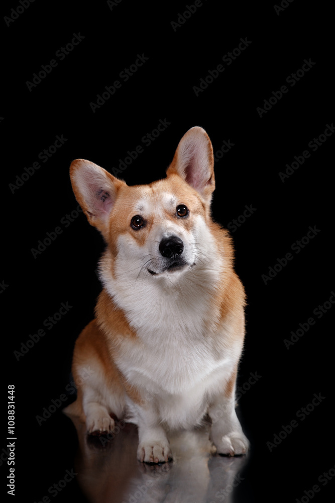 Dog breed Welsh Corgi Pembroke