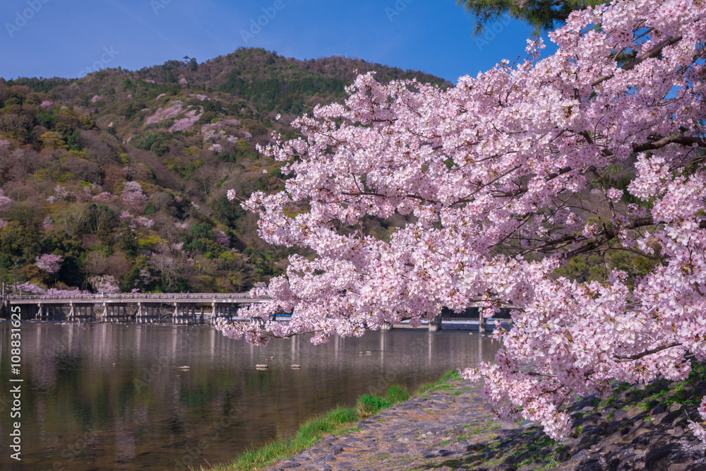 京都　嵐山　桜　渡月橋