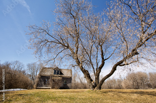 Fototapeta Naklejka Na Ścianę i Meble -  An old two storey abandoned house weathered to gray wood surrounded by bare trees in a spring countryside landscape