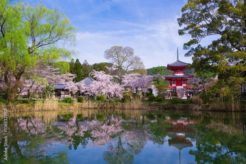 京都 大覚寺 桜 大沢池 Stock Photo Adobe Stock 京都 大覚寺 桜 大沢池 Stock Photo Adobe Stock
