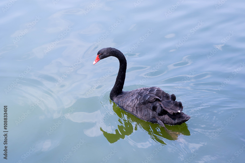Naklejka premium Black beautiful swan swims on water