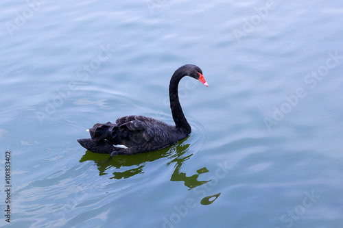 Fototapeta Naklejka Na Ścianę i Meble -  Black beautiful swan swims on water