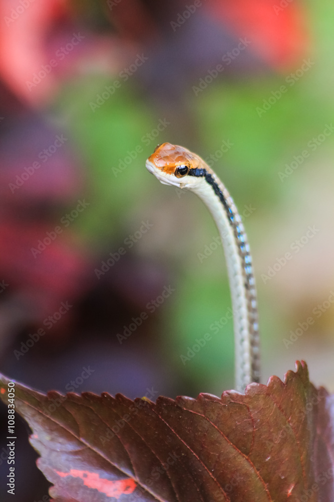 Naklejka premium Painted bronze back tree snake (Dendrelaphis pictus) found in Southeast Asia, Thailand